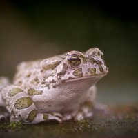 Зеленая жаба... :: Андрей Ветров