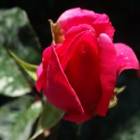 Очарование красной розы... :: Тамара (st.tamara)