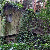 Лесной дом :: Ростислав 