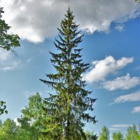 Самая высокая елка :: Валерий Талашов