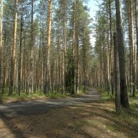 велодорожки :: Михаил Жуковский