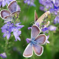 Из жизни бабочек :: Vladimir Lisunov