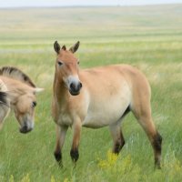 Лошадь Пржевальского :: redfox 