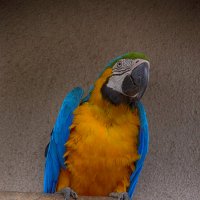 Жёлто-синий попугай :: Ольга 