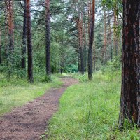 В бору :: Александр Садовский