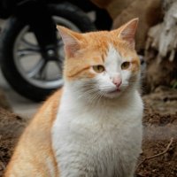 Печальный рыжий кот :: Мира 