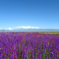Цветы Армении :: Volodya Grigoryan
