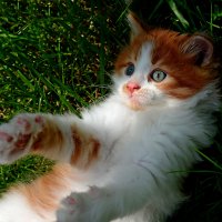 Маленький гуру кошачьего гипноза :: Александр Бойко