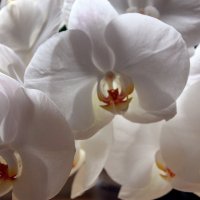 орхидея :: Olga 
