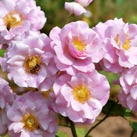 Чайно гибридная роза "Violette parfumée" :: wea *