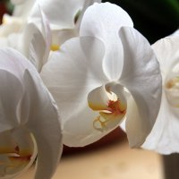 орхидея :: Olga 
