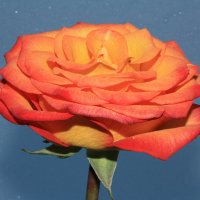 оранжевая роза на искристом фоне :: Александр Иванов