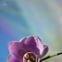 Орхидея :: Ольга Давыдова