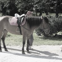Летняя лошадка :: Aнна Зарубина