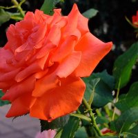 Розы в монастырском саду. :: Геннадий Александрович