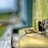 Оса и пчелы :: Константин Филякин
