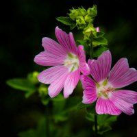 цветы. :: Валерий Гудков