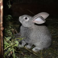 кролик :: Наталья Мотовилова