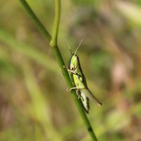 кузнечик :: Анастасия 