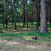 КАк много мощных стволов :: Света Кондрашова