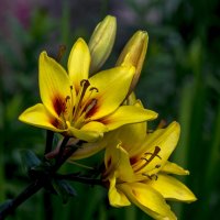 желтые лилии :: gribushko грибушко Николай