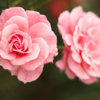 любимые розы! :: Лолита Арндт