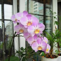 Цветут орхидеи :: nika555nika Ирина
