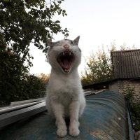 Зевающий кот :: Наталья 