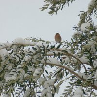 на заснеженной ветке :: Олег Кручинин