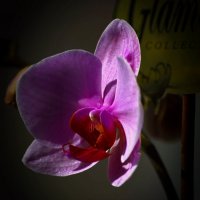 Орхидея :: Валерий Лазарев