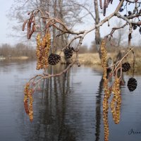 "Смотрелась в воды Усманки, ольха..." :: Irina Gizhdeu