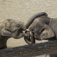 Pinnawala Elephant Orphanage, Sri Lanka :: Ксения Студеникина