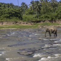 Pinnawela elephant orphanage in Sri Lanka :: Андрей 