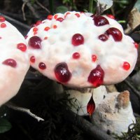 Такие странные грибы. :: Галина Полина