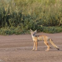 Корсак :: Михаил Шпигельман