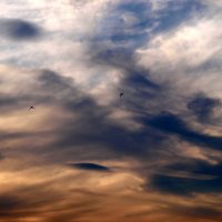 Swifts in the sky :: Олег Шендерюк