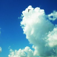 Парение в облаках :: татьяна 