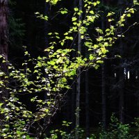 9/8 в лесу :: Юрий Бондер