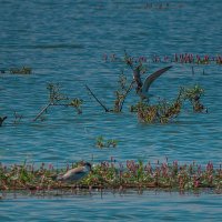 Чайки на озере :: Сергей Цветков