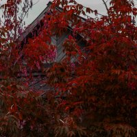 red autumn :: Юлия Денискина