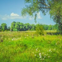 Природные заросли :: Света Кондрашова