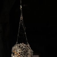 украшенье от паука :: Ксения Забара