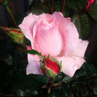 Вдыхая розы аромат :: Татьяна 