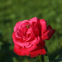 « О, роза красная! Ты – символ страсти,..» :: Андрей Нибылица