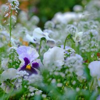 Цветы в монастырском саду. :: Геннадий Александрович