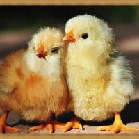Позируют цыплятки :: Лидия (naum.lidiya)