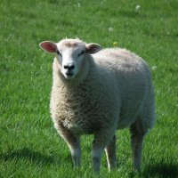 Овца :: Natalia Harries