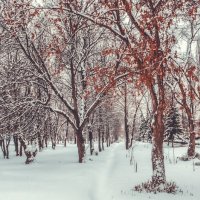Зима в парке :: Вячеслав Баширов