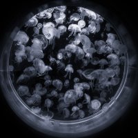 медузы :: Slava Hamamoto