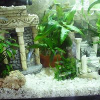 Мои аквариумы :: Ангелина Голубева 